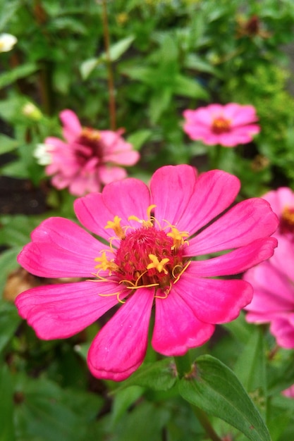 Red Zinnia Flower