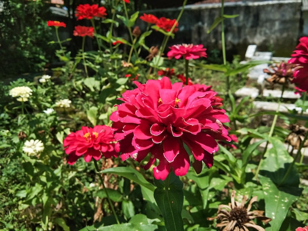 Red zinnia flowers are blooming during the day in a flower garden