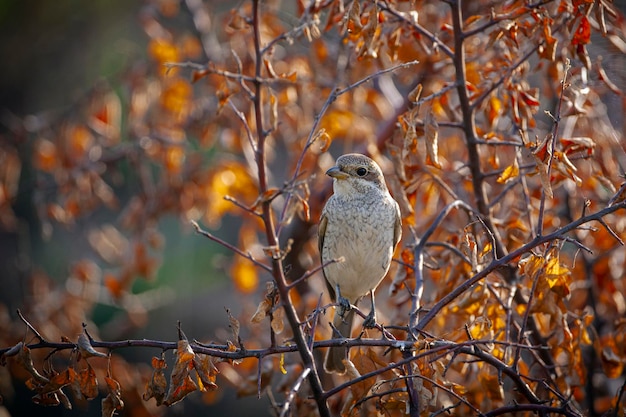 The redbacked shrike is a carnivorous passerine bird and member of the shrike family Laniidae