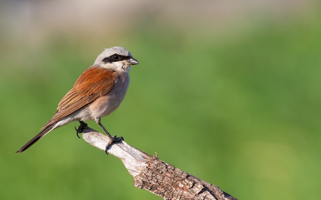 Redbacked shrike Lanius collurio An adult male sits on an old branch periodically flies from it and catches prey