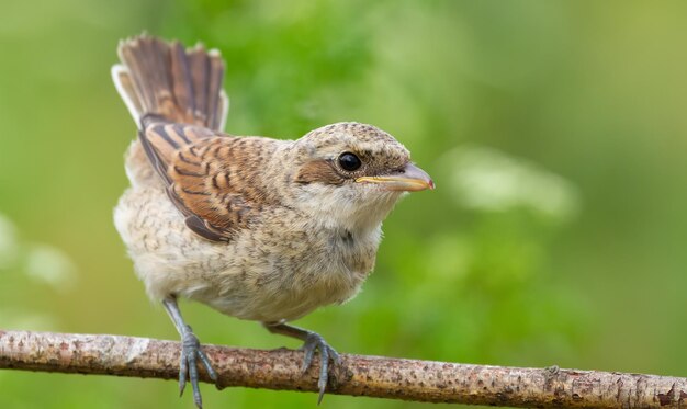 Redbacked shrike Lanius collurio A chick a young bird sits on a branch opening its tail like a fan