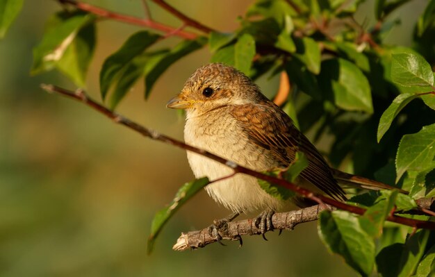 Redbacked shrike Lanius collurio In the early morning a young bird sits on a tree branch