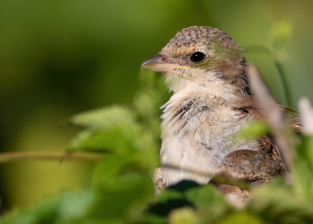 Redbacked shrike Lanius collurio A young bird sits on a branch Sloseup