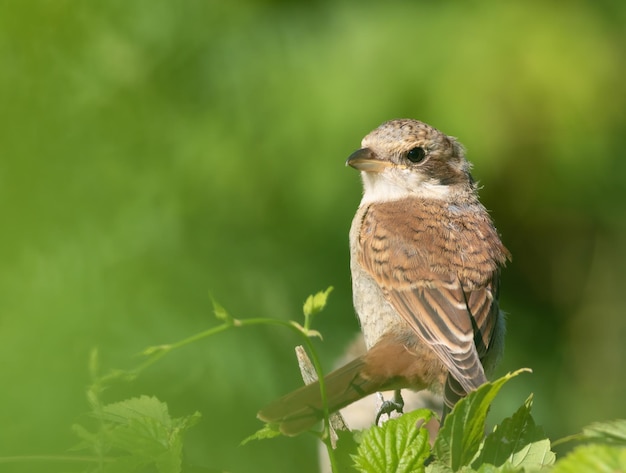 Redbacked shrike Lanius collurio A young bird sits on a branch