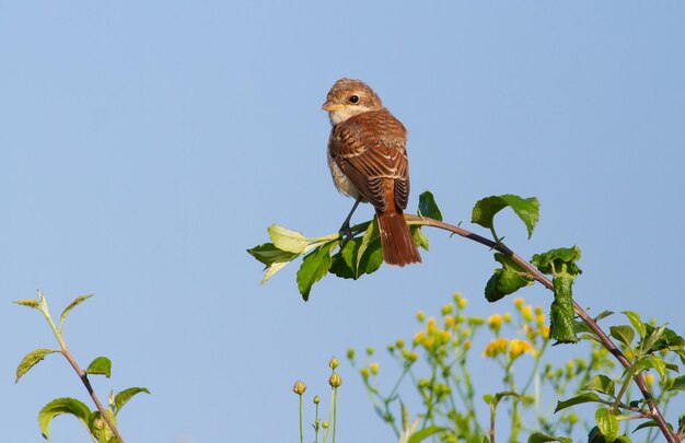 Redbacked shrike Lanius collurio A young bird sits on a fresh green twig