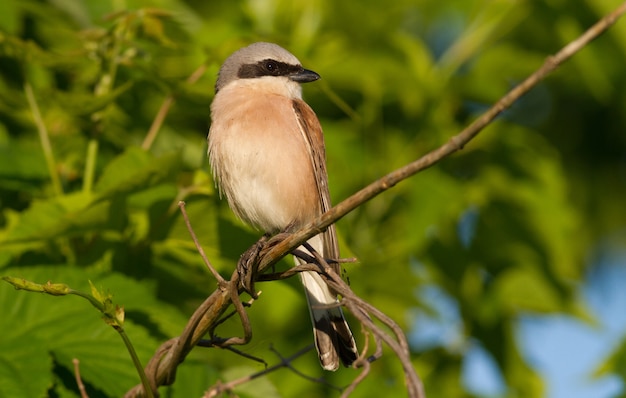 Redbacked shrike of prey sitting on a branch