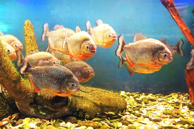 Redbellied piranha Pygocentrus nattereri freshwater fish family Serrasalmidae region South America Closeup underwater of red Piranha Red Piranha bank in a tropical river