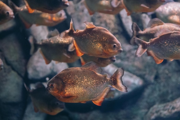 Redbellied piranha pygocentrus nattereri or red piranha in their habitat