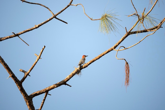 A redbellied woodpecker bird perched on a tree branch in summer Florida woods