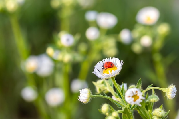 Redblack ladybug on a white chamomile on a blurred background Place for an inscription Wildlife in the meadow Copy space