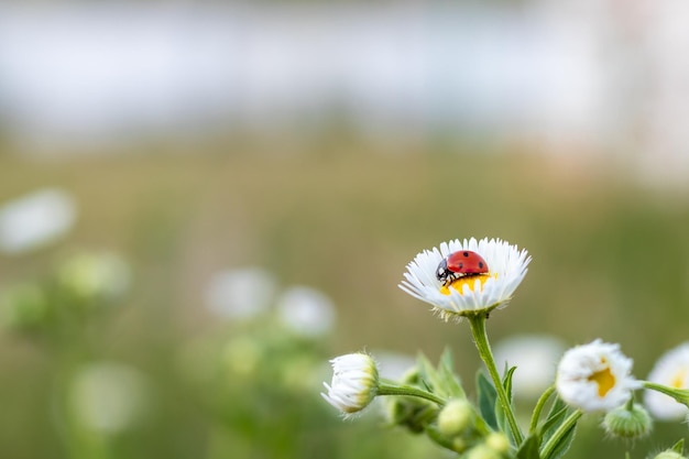 Redblack ladybug on a white chamomile on a blurred background Place for an inscription Wildlife in the meadow Copy space