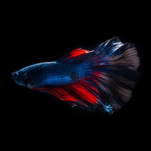 Redblue bettas