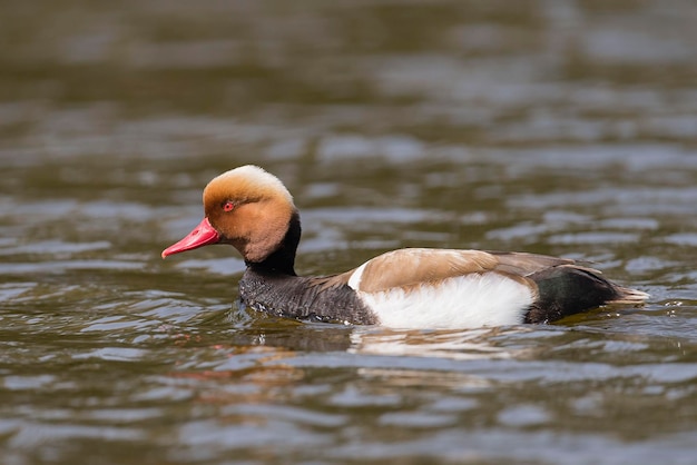 Redcrested pochard Netta rufina Malaga Spain