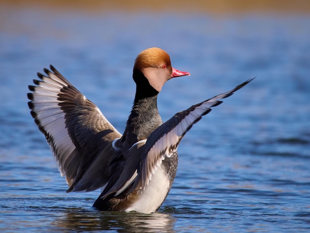 Redcrested pochard Netta rufina