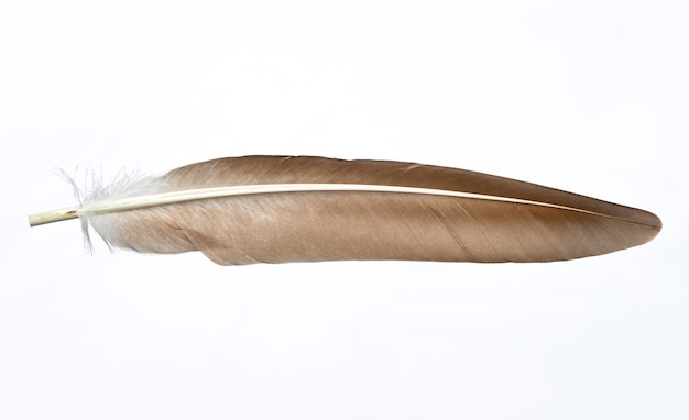 Reddish color pigeon feather isolated on white background