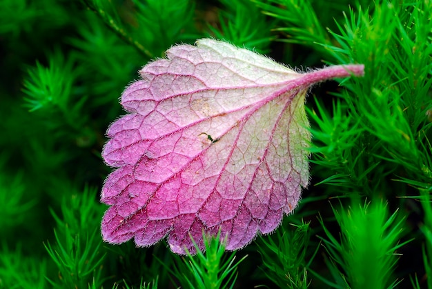 Reddish leaf perched on moss