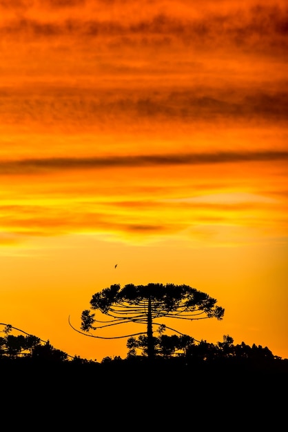 Reddish sunset with araucaria tree silhouette