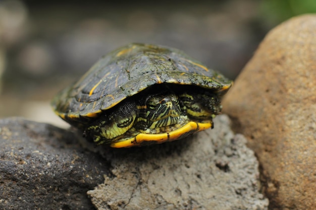 The redeared slider or redeared terrapin or Brazilian turtle is a semi aquatic turtle