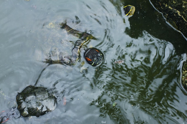 The redeared slider or redeared terrapin or Brazilian turtle is a semi aquatic turtle