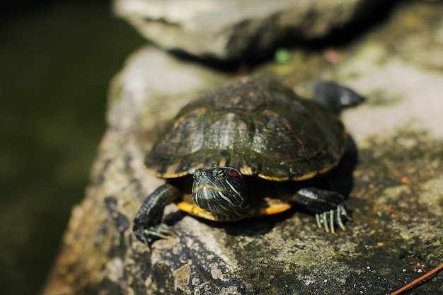 The redeared slider or redeared terrapin or Brazilian turtle is a semi aquatic turtle