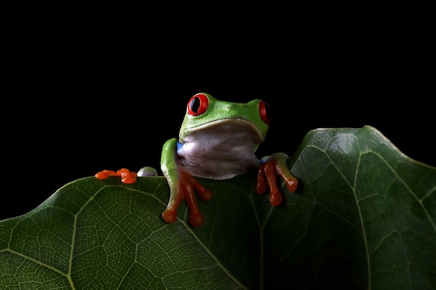 Redeyed tree frog closeup on green leaves Redeyed tree frog Agalychnis callidryas closeup on branch