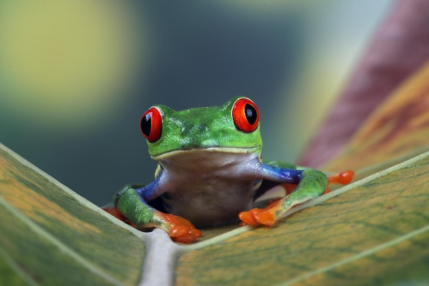 Redeyed tree frog closeup on green leaves Redeyed tree frog Agalychnis callidryas closeup on branch