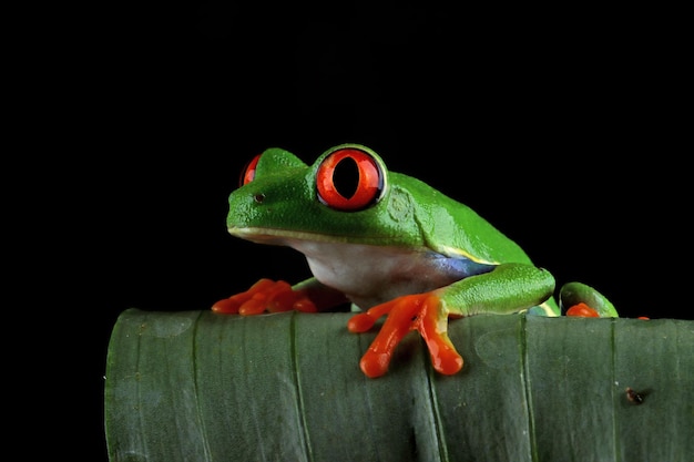 Redeyed tree frog closeup on green leaves