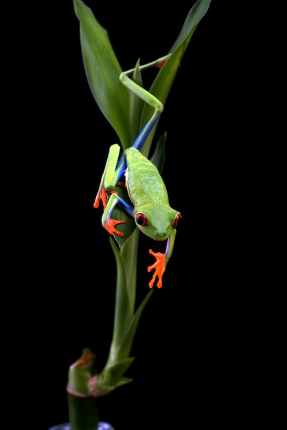 Redeyed tree frog hanging on a tree