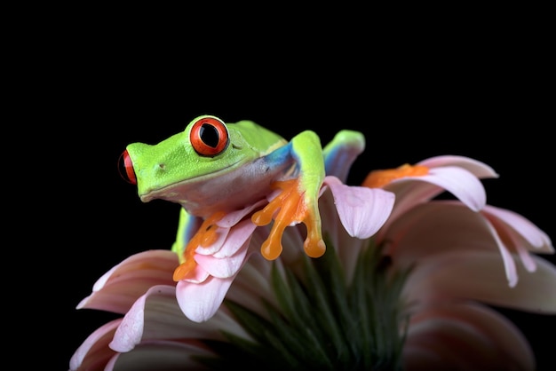 Redeyed tree frog perched on a flower