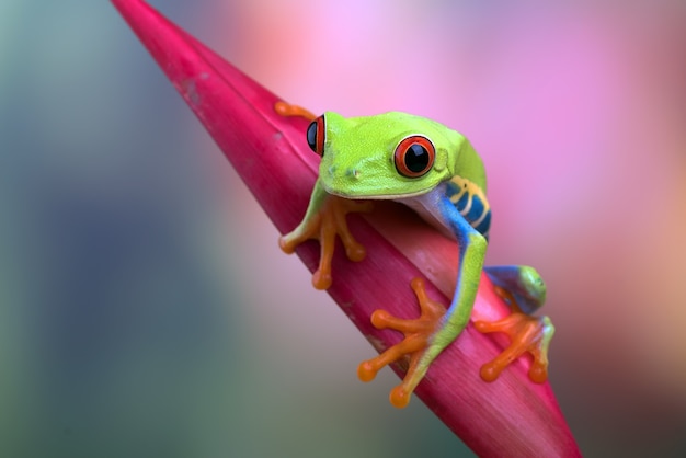 redeyed tree frog sitting on a flower