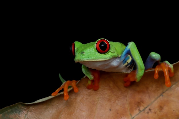 Redeyed tree frog sitting on green leaves