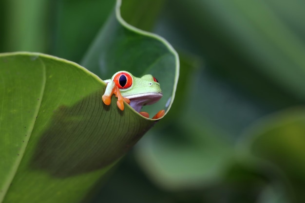 Redeyed tree frog sitting on green leaves