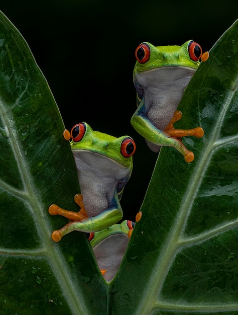 Redeyed tree frogs on a branch of a plant with a blurred background