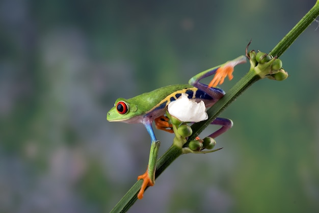 Redeyed tree frogs  perched on a tree branch