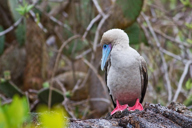 Photo redfooted booby on a stone in galapagos islands