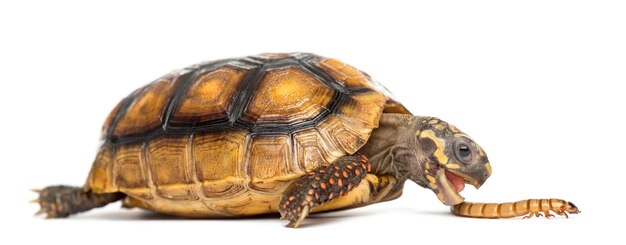 Redfooted tortoises 2 years old Chelonoidis carbonaria eati