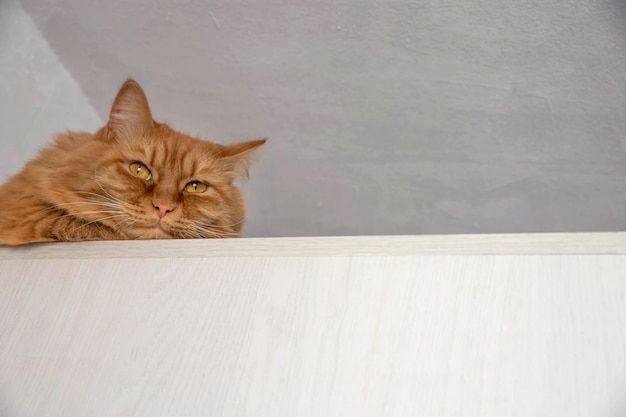 A redhaired cat lies high on a white cabinet against a white ceiling background a place for text template