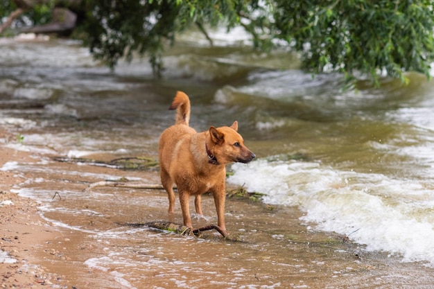 A redhaired dog runs on the seashore