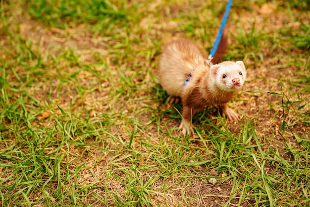 The redhaired domestic ferret is walked on a leash on the lawn