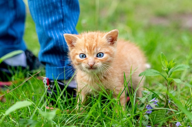 A redhaired kitten at the feet of a child in the garden on green grass