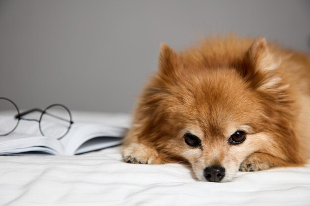 Redhaired little Spitz lies on bed with its paws stretched against a gray wall