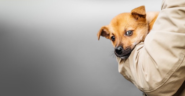 A redhaired puppy in the arms of a person Portrait of a little dog