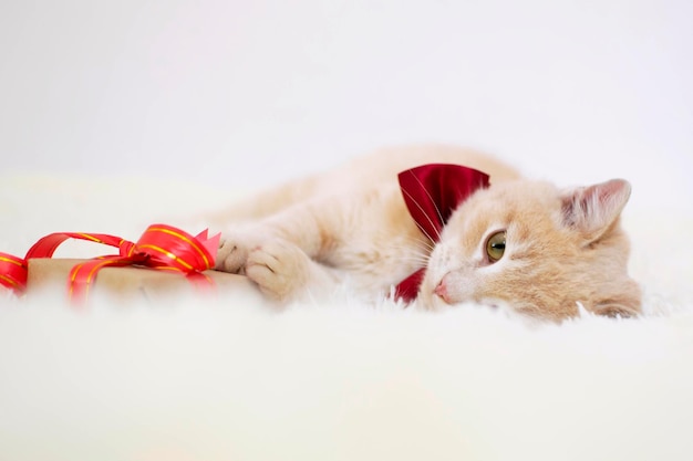 Redhaired shorthair cat lies on white plaid with gift box with red bow concept of gift and surprise for loved one Pets and lifestyle concept Electoral background