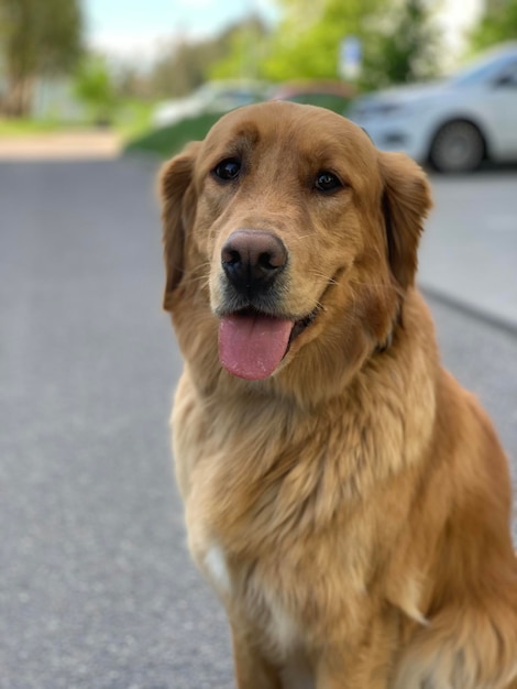 A redhaired wellgroomed golden retriever sits in a parking lot and smiles at a photographer