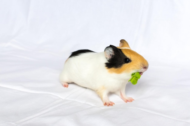 Redhaired with white spots guinea pig on a white wall background