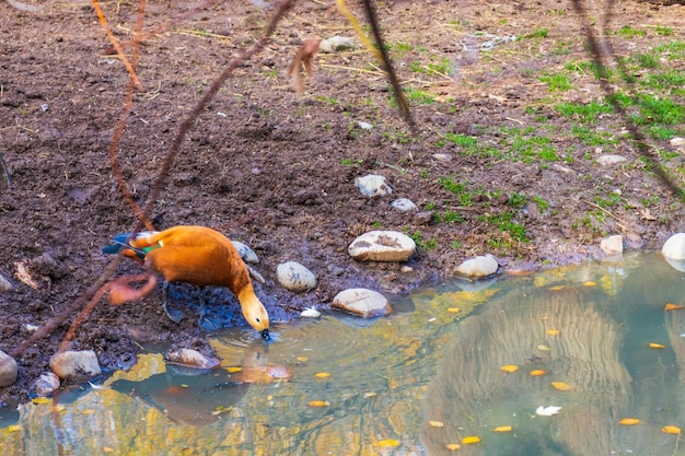 Redhead duck Ogar in water in a city park