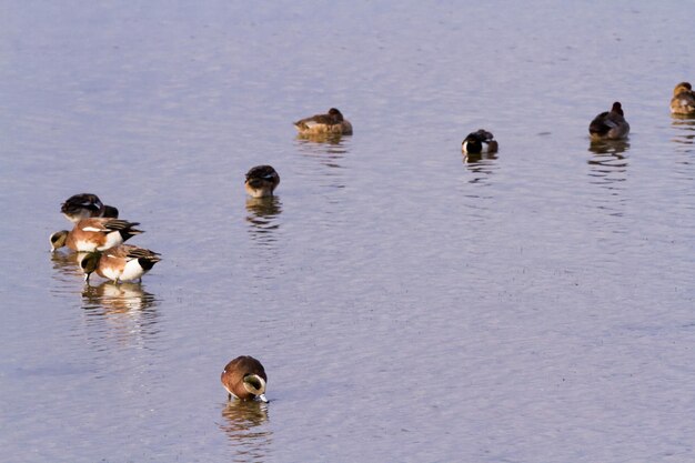 Photo redhead ducks in natural habitat on south padre island, tx.