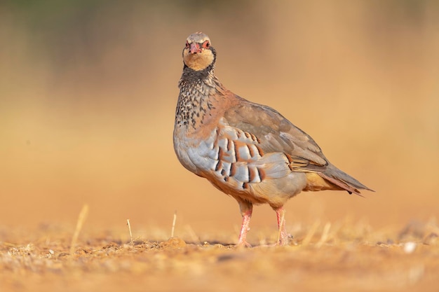 Redlegged partridge or French partridge Alectoris rufa Malaga Spain