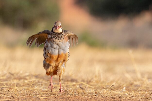 Redlegged partridge or French partridge Alectoris rufa Malaga Spain