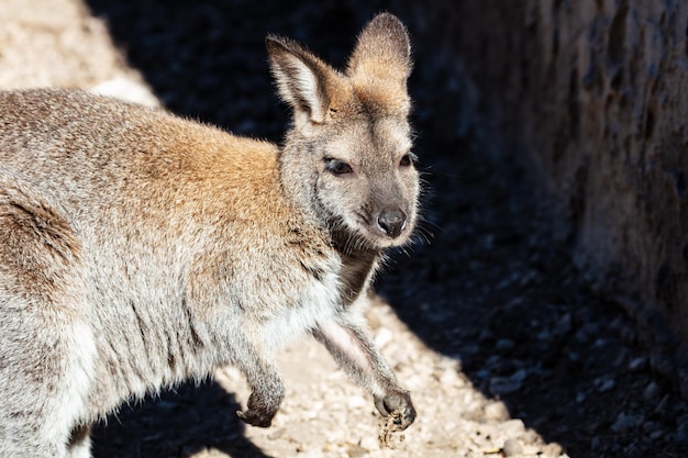 Rednecked wallaby Mammal and mammals Land world and fauna Wildlife and zoology